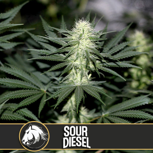 Sour Diesel เมล็ดพันธุ์กัญชา โฟโต้ เพศเมีย ค่าย Blimburnseeds