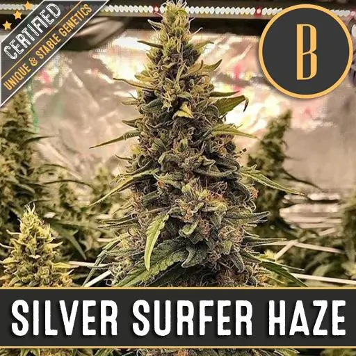 Silver Surfer Haze เมล็ดพันธุ์กัญชา โฟโต้ เพศเมีย ค่าย Blimburnseeds