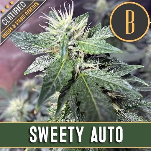 เมล็ดพันธุ์กัญชา https://blimburnseeds.com/wp-content/uploads/2021/04/SWEETYAUTOPLANT1-1.webp