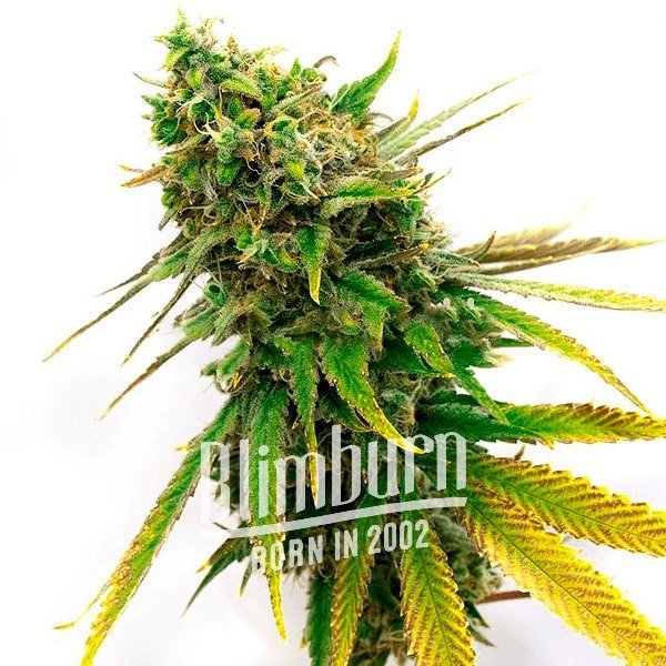 เมล็ดพันธุ์กัญชา https://blimburnseeds.com/wp-content/uploads/2021/11/San_Fernando_Valley_Kush.jpg