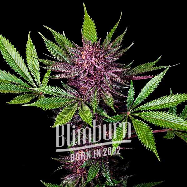 Sirius Black เมล็ดพันธุ์กัญชา โฟโต้ เพศเมีย ค่าย Blimburnseeds