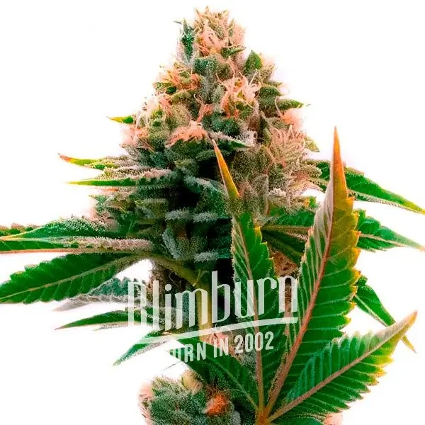 Skywalker x Girl Scout Cookies เมล็ดพันธุ์กัญชา โฟโต้ เพศเมีย ค่าย Blimburnseeds