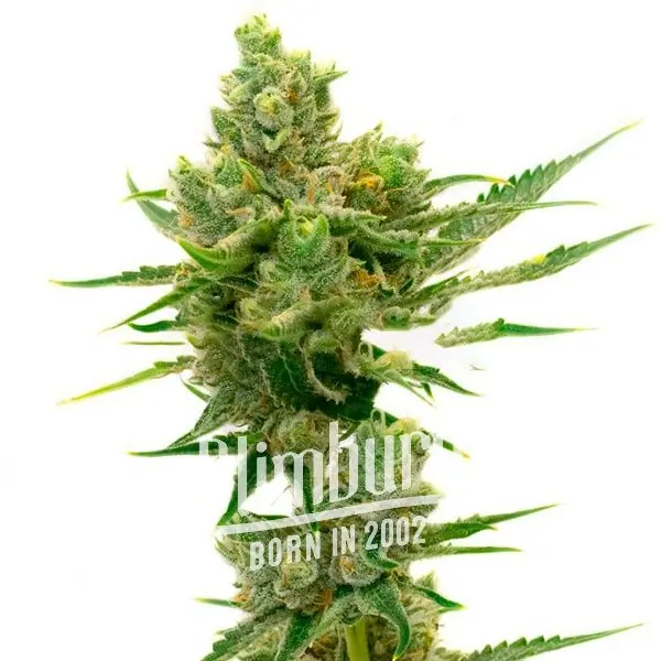 เมล็ดพันธุ์กัญชา https://blimburnseeds.com/wp-content/uploads/2021/11/Sour_Diesel_AUTO.webp