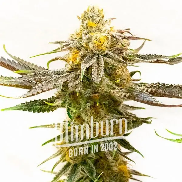 เมล็ดพันธุ์กัญชา https://blimburnseeds.com/wp-content/uploads/2021/11/Strawberry_Cheese_AUTO.webp