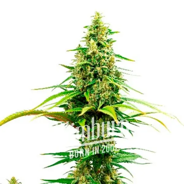 Strawberry Cough เมล็ดพันธุ์กัญชา โฟโต้ เพศเมีย ค่าย Blimburnseeds