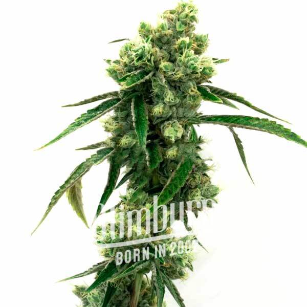 เมล็ดพันธุ์กัญชา https://blimburnseeds.com/wp-content/uploads/2022/03/Super-Skunk.jpg