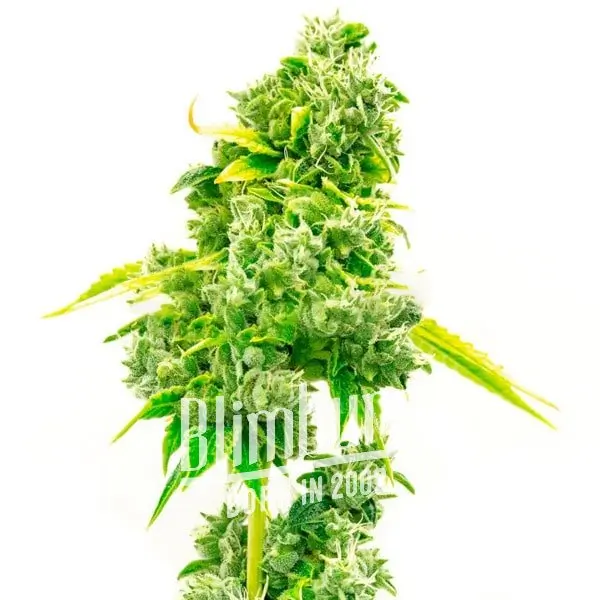 เมล็ดพันธุ์กัญชา https://blimburnseeds.com/wp-content/uploads/2021/11/Super_Silver_Haze_AUTO.webp