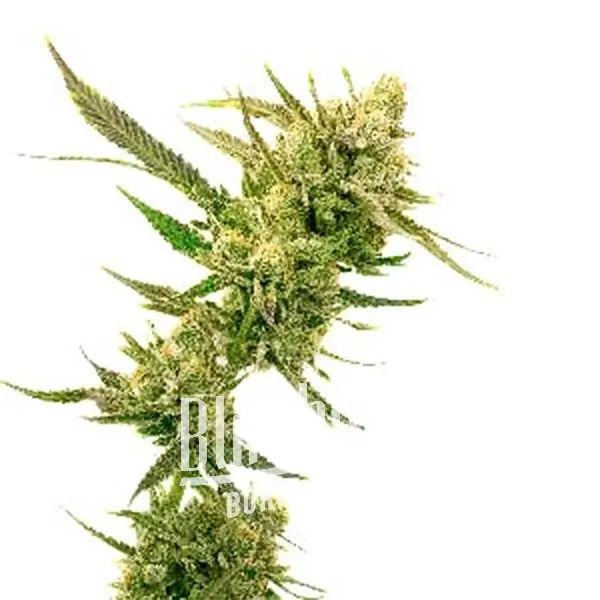 เมล็ดพันธุ์กัญชา https://blimburnseeds.com/wp-content/uploads/2021/11/Super_Skunk_AUTO.webp