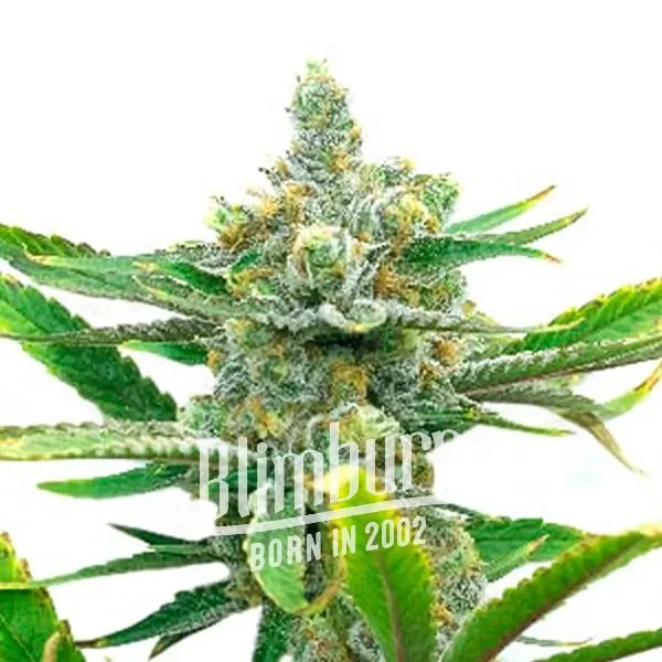 เมล็ดพันธุ์กัญชา https://blimburnseeds.com/wp-content/uploads/2021/11/Sweet_Tooth_AUTO.webp