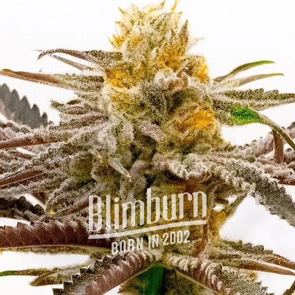 Tropicana Cookies Purple เมล็ดพันธุ์กัญชา โฟโต้ เพศเมีย ค่าย Blimburnseeds