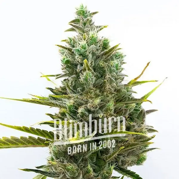 เมล็ดพันธุ์กัญชา https://blimburnseeds.com/wp-content/uploads/2021/11/Wedding_Cake_AUTO.webp