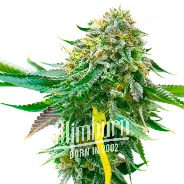 White Widow เมล็ดพันธุ์กัญชา โฟโต้ เพศเมีย ค่าย Blimburnseeds