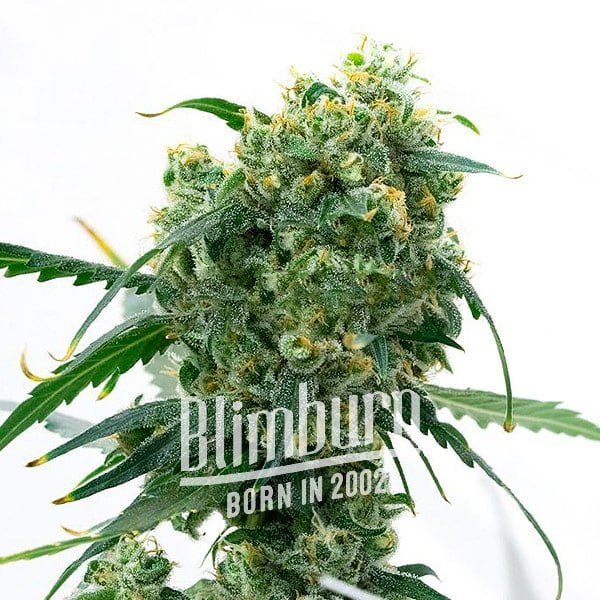 เมล็ดพันธุ์กัญชา https://blimburnseeds.com/wp-content/uploads/2021/11/White_Widow_x_Ak47_Fast_Version.jpg