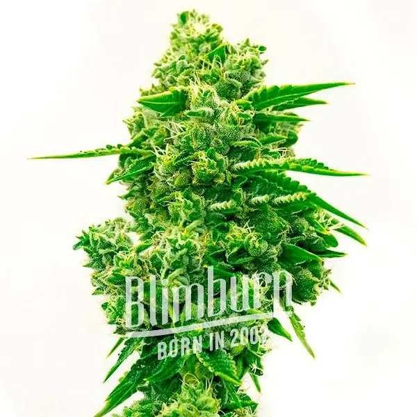 เมล็ดพันธุ์กัญชา https://blimburnseeds.com/wp-content/uploads/2021/11/White_Widow_x_California_Snow_AUTO.webp