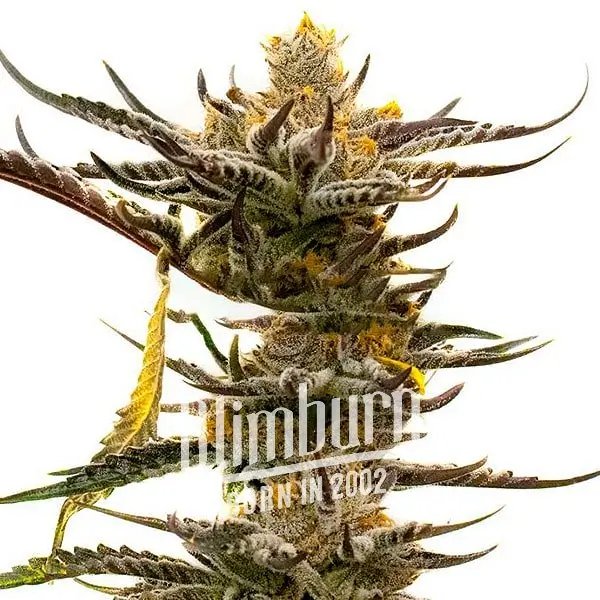 เมล็ดพันธุ์กัญชา https://blimburnseeds.com/wp-content/uploads/2021/11/White_Widow_x_Crystal_Meth_AUTO.webp