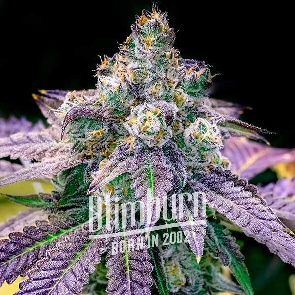 Fruity Pebbles เมล็ดพันธุ์กัญชา โฟโต้ เพศเมีย ค่าย Blimburnseeds