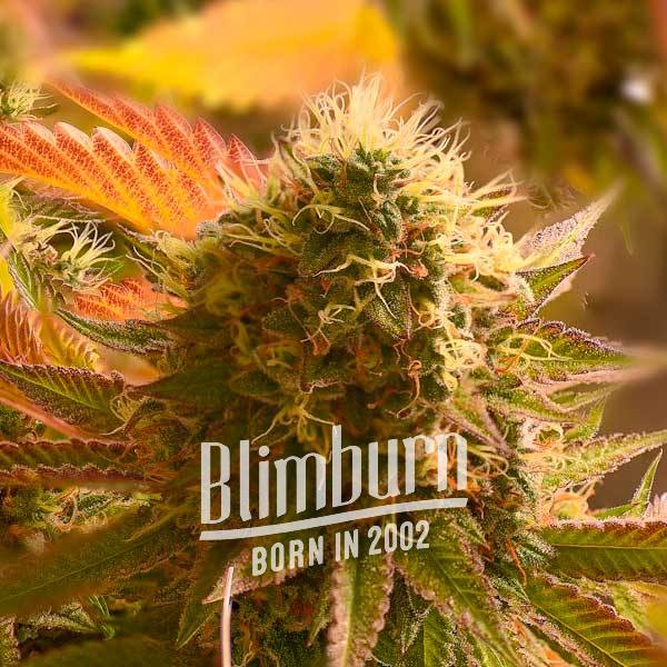 Golden Goat เมล็ดพันธุ์กัญชา โฟโต้ เพศเมีย ค่าย Blimburnseeds