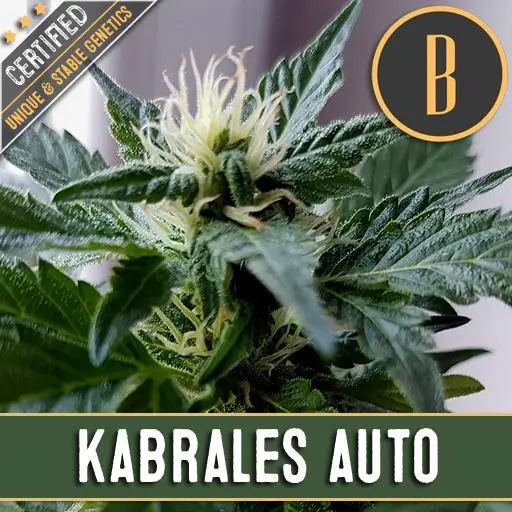 เมล็ดพันธุ์กัญชา https://blimburnseeds.com/wp-content/uploads/2021/04/kabralesAUTOplant3-1.webp