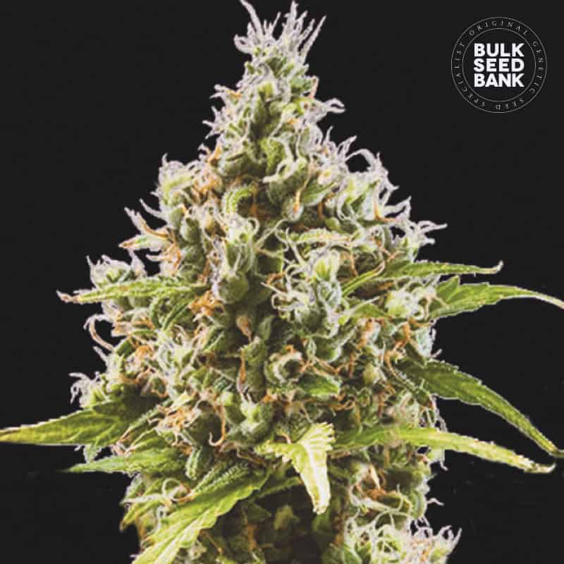 AUTO AMNESIA HAZE เมล็ดพันธุ์กัญชา Bulk Seed Bank