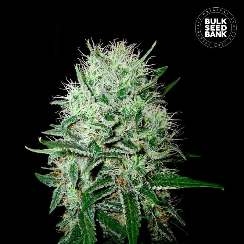 AUTO DEVIL’S KISS เมล็ดพันธุ์กัญชา Bulk Seed Bank