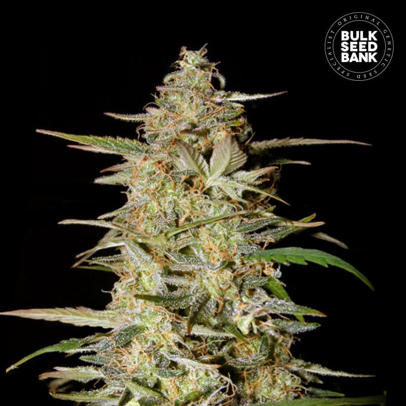 AUTO HINDU KUSH เมล็ดพันธุ์กัญชา Bulk Seed Bank