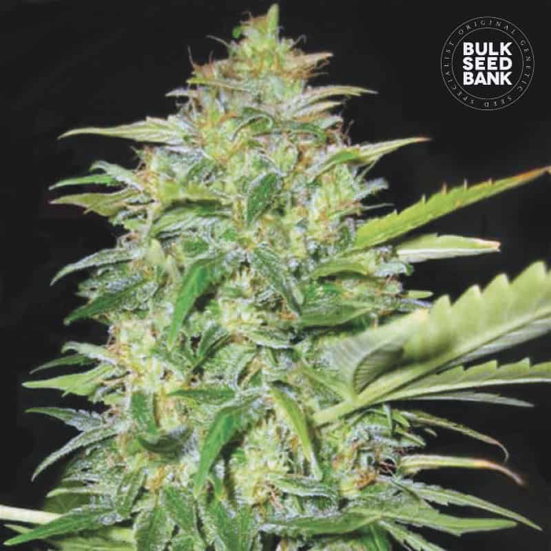 AUTO LIME SKUNK เมล็ดพันธุ์กัญชา Bulk Seed Bank