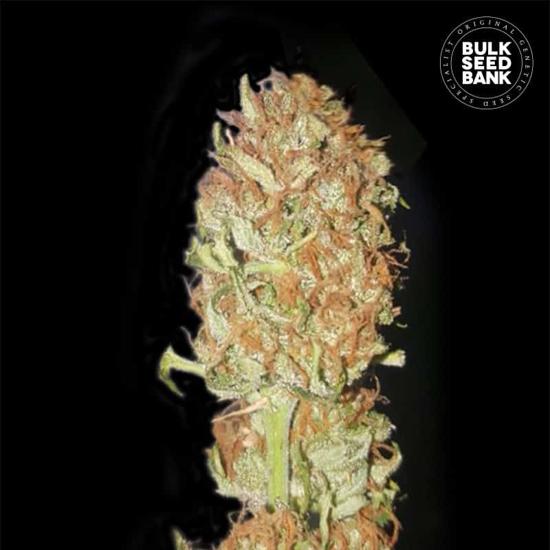 AUTO PSYCHEDELIC เมล็ดพันธุ์กัญชา Bulk Seed Bank