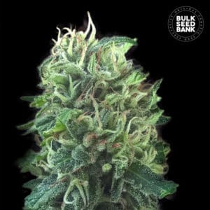 GREEN SCOUT COOKIES เมล็ดพันธุ์กัญชา Bulk Seed Bank