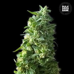 LIME SKUNK เมล็ดพันธุ์กัญชา Bulk Seed Bank