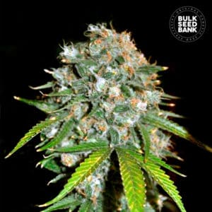 SKUNK #99 เมล็ดพันธุ์กัญชา Bulk Seed Bank