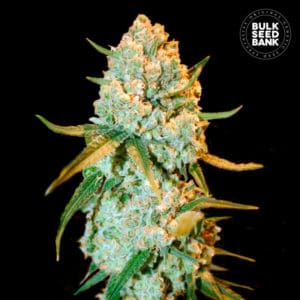 SPECIAL CRYSTAL HAZE เมล็ดพันธุ์กัญชา Bulk Seed Bank