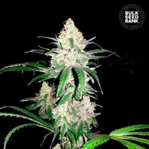 SPECIAL LIME HAZE เมล็ดพันธุ์กัญชา Bulk Seed Bank